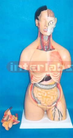 85 CM TALL MUCH SEX ADVANCED EMULATIONAL HUMAN MODEL WITH BACK DISSECTION (38 PCS)